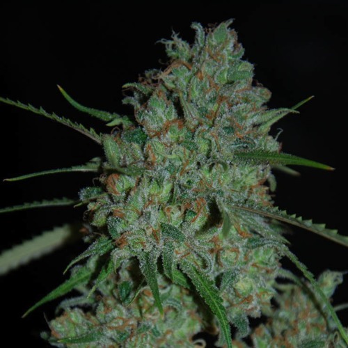 Afghan Skunk - Expert Seeds