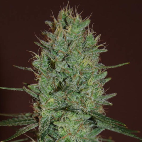 Amnesia Haze - Expert Seeds