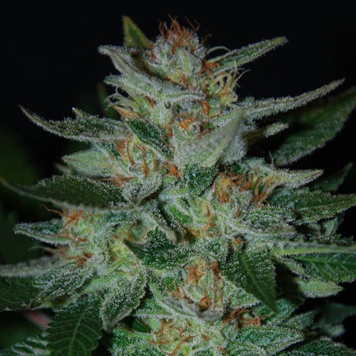 Blue Cheese - Expert Seeds