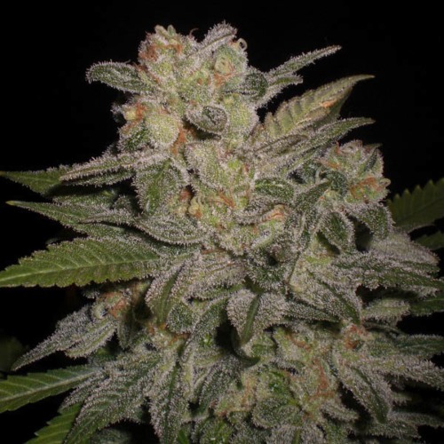 Northern Light Auto - Expert Seeds