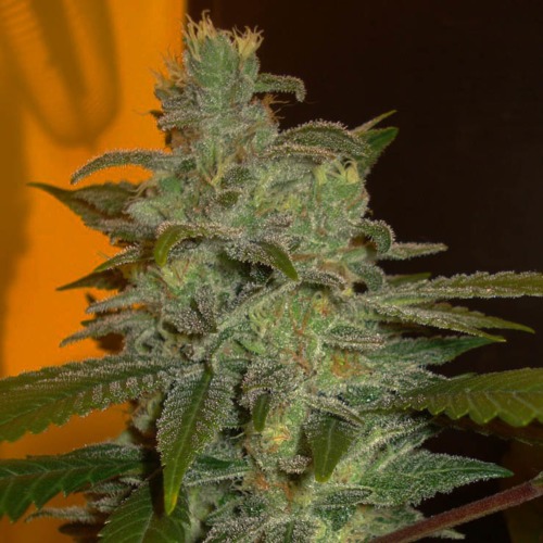 Northern Lights - Expert Seeds