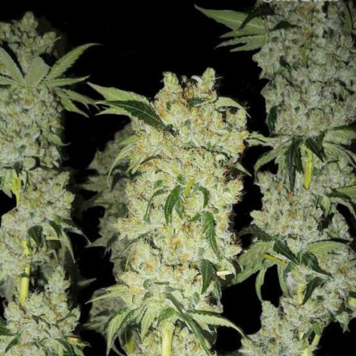 C4 - Fast Buds wiet na oogsten