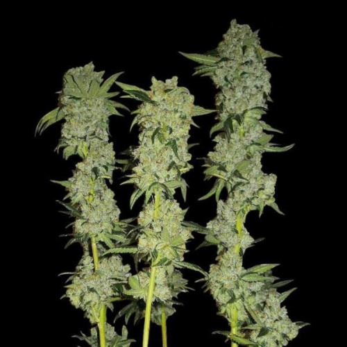 C4 - Fast Buds takken toppen na oogst
