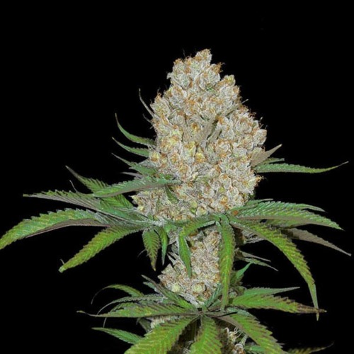 C4 - Fast Buds wet top dichtbij