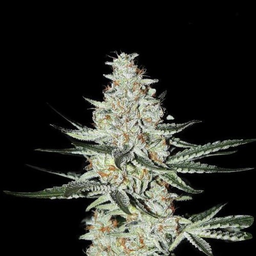 Californian Snow - Fast Buds wietplant top closeup