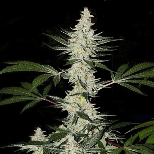 Californian Snow - Fast Buds lange wiet top