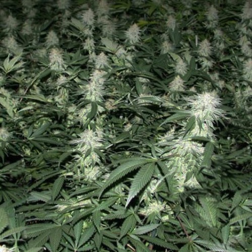 Crystal METH - Fast Buds kweekruimte met wietplanten