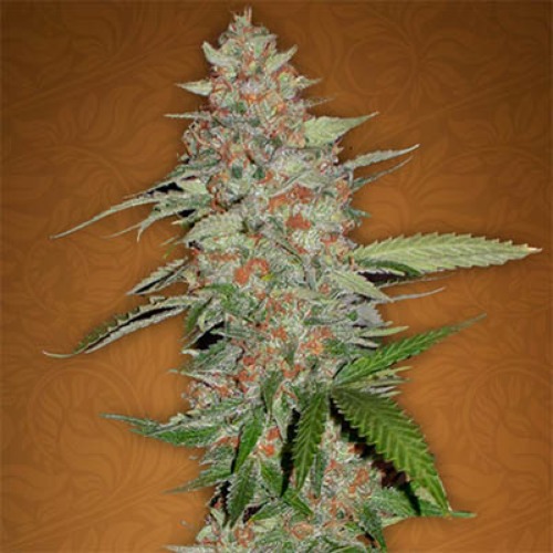 G14 - Fast Buds