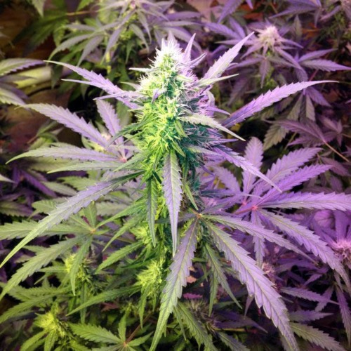 Girl Scout Cookies - FastBuds bloeiperiode wietplant