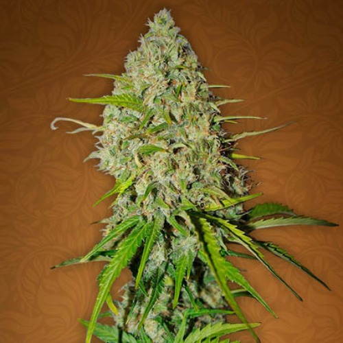Grapefruit - Fast Buds
