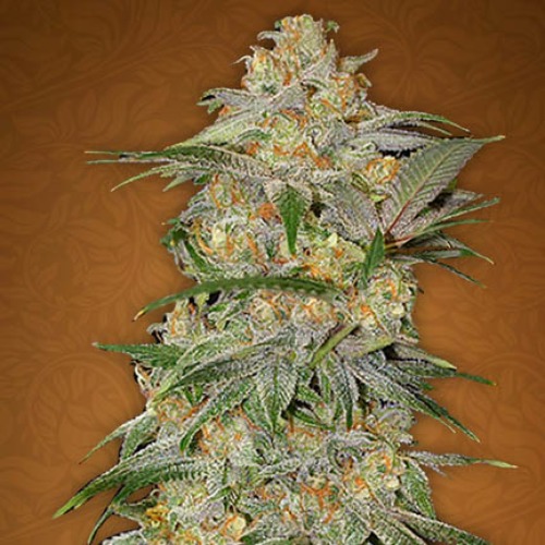 Mexican Airlines - Fast Buds