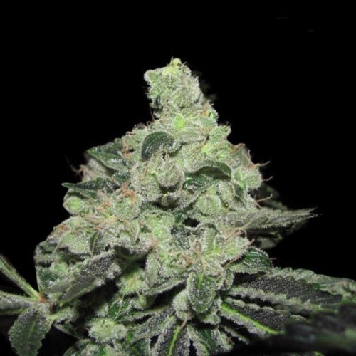 Pineapple Express - Fast Buds dikke wiettop