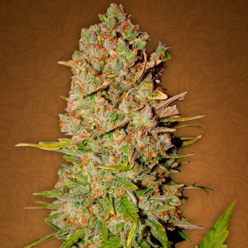 Pineapple Express - Fast Buds