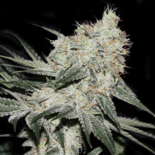 Rhino Ryder - Fast Buds wiettop vol THC