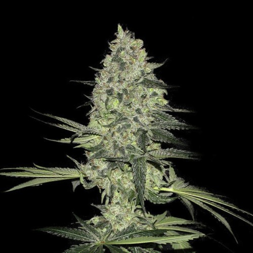 Rhino Ryder - Fast Buds grote lange top