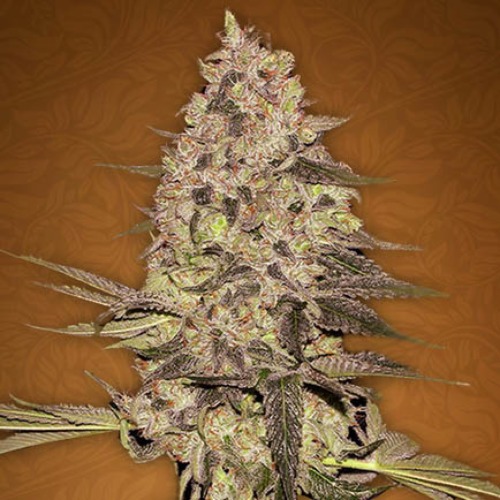 Rhino Ryder - Fast Buds