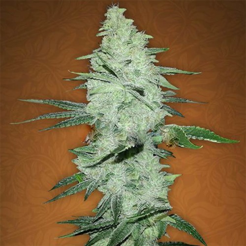 Six Shooter - FastBuds