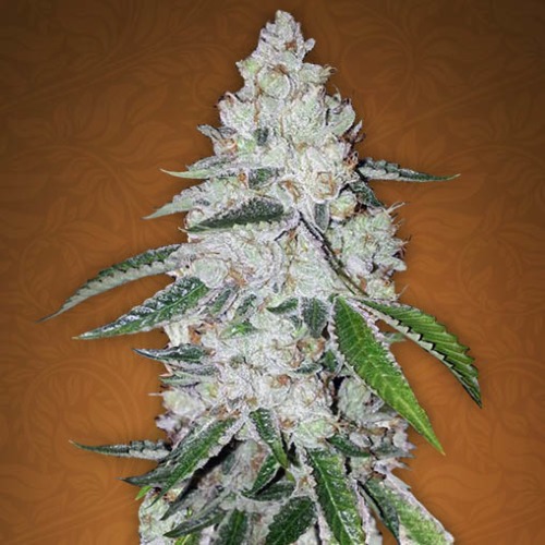 West Coast OG