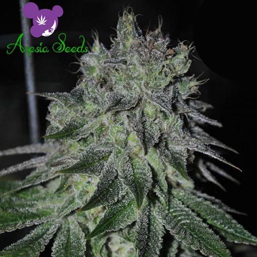 Fast Caramelic - Anesia Seeds