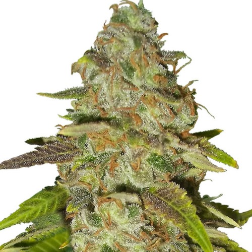 Fast Eddy CBD Auto - Royal Queen Seeds