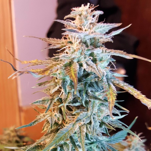 Glue Auto - FastBuds wiet top
