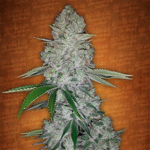 Glue Auto - FastBuds