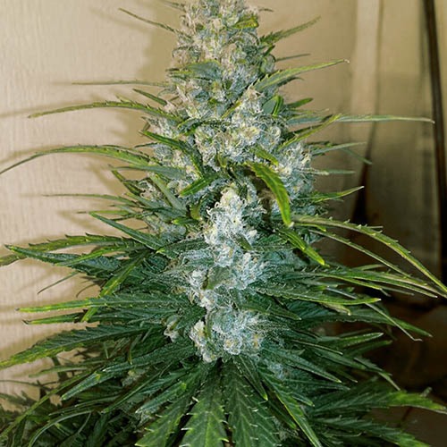 Glue Auto - FastBuds wietplant