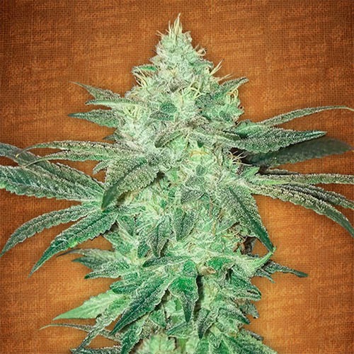 Stardawg - FastBuds