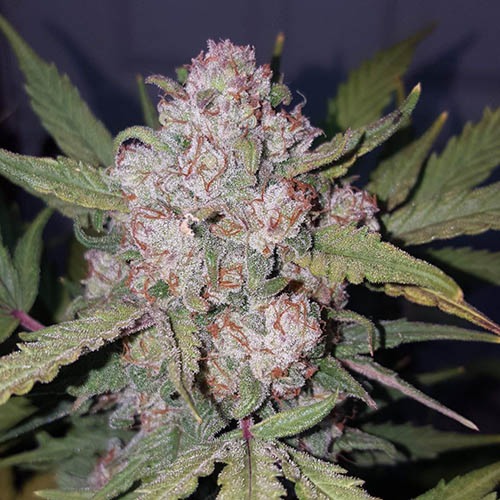 Stardawg - FastBuds wietplant
