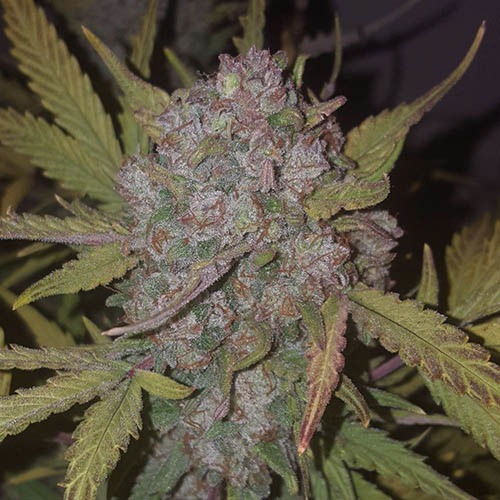 Stardawg - FastBuds autoflower wietzaden