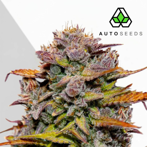 Fat Bastard Auto - Auto Seeds