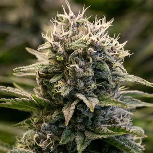 Fat Monkey Auto - Anesia Seeds