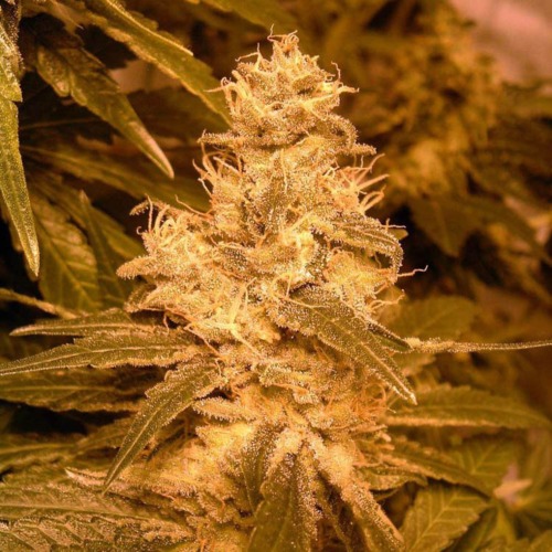 Auto Kush - Female Seeds