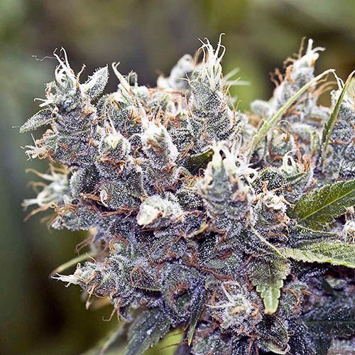 BubbleGummer - Female Seeds