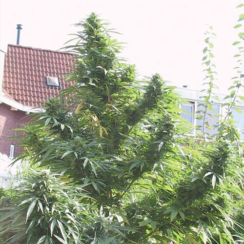 Easy Sativa - Female Seeds wietplant buiten