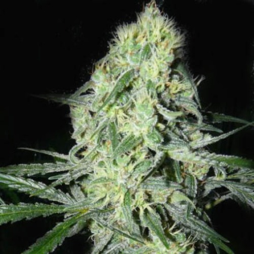 SexBud - Female Seeds