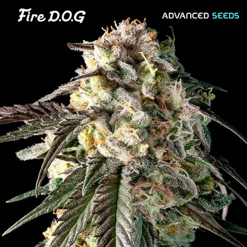 Fire Dog - Advanced Seeds