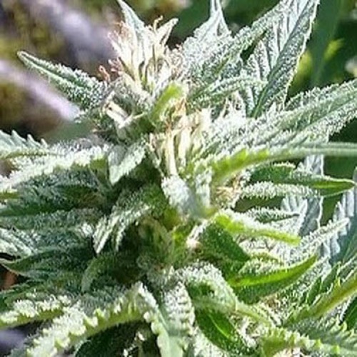 Santa - Flash Seeds