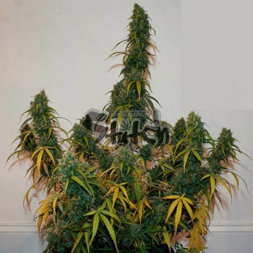 Formula One - Flash Seeds wietplant