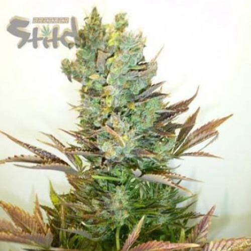 Stitch Love Potion - Flash Seeds