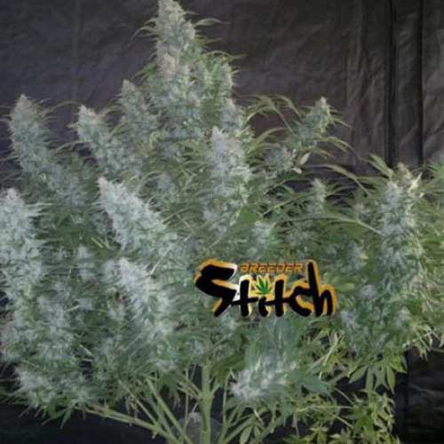 White Sirius - Flash Seeds