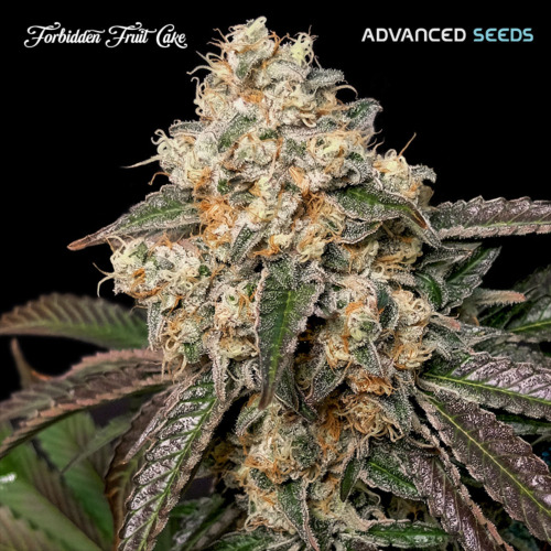 Forbidden Fruit Cake - Advanced Seeds