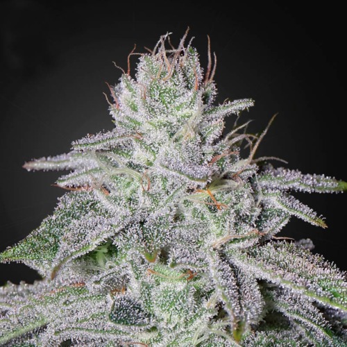 Franco's Lemon Cheese - Green House Seeds