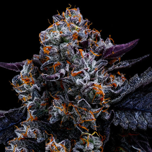 Free Blueberry Nation - Anesia Seeds