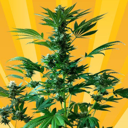 Big Domina Auto - Freedom of Seeds