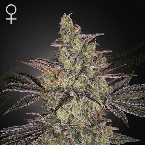 Frosted Guava Auto - Green House Seeds