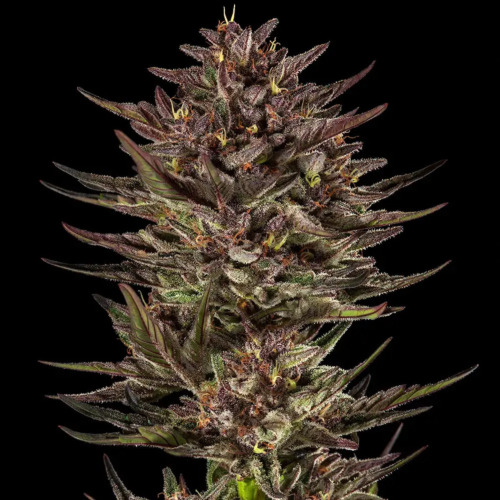 Frosted Zinn x Cookie Dog Auto - Barney's Farm