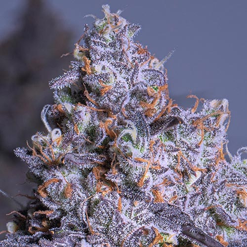 Frozen Black Cherry Auto - Anesia Seeds