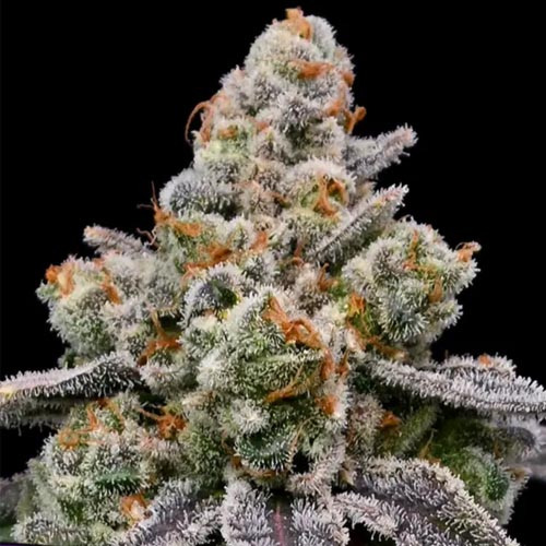 Frozen Face Auto - Anesia Seeds