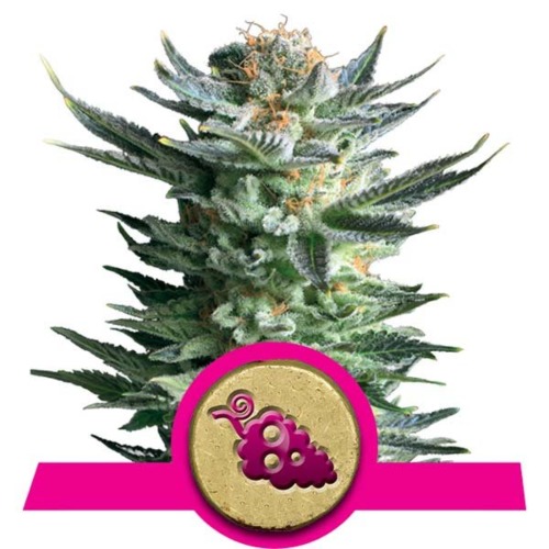 Fruit Spirit strain - Royal Queen Seeds